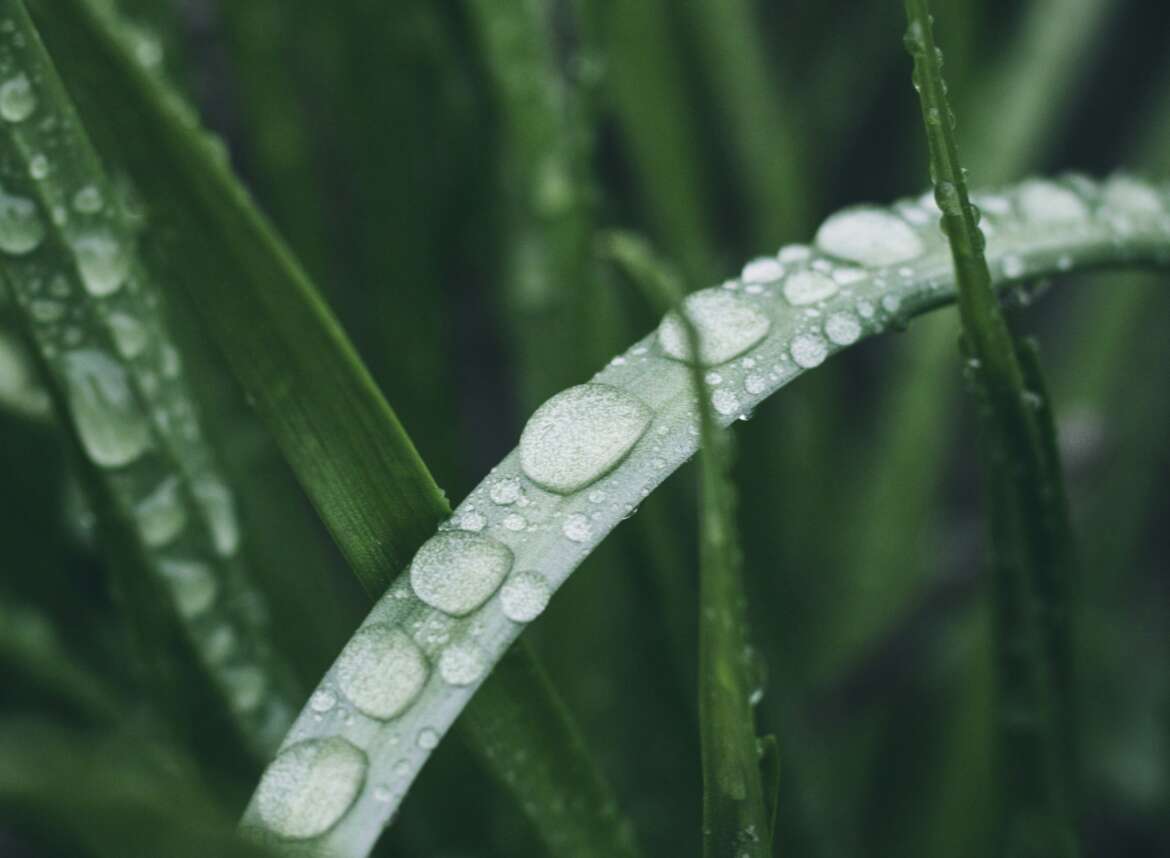Drops of water on a leaf, the humidity of the air