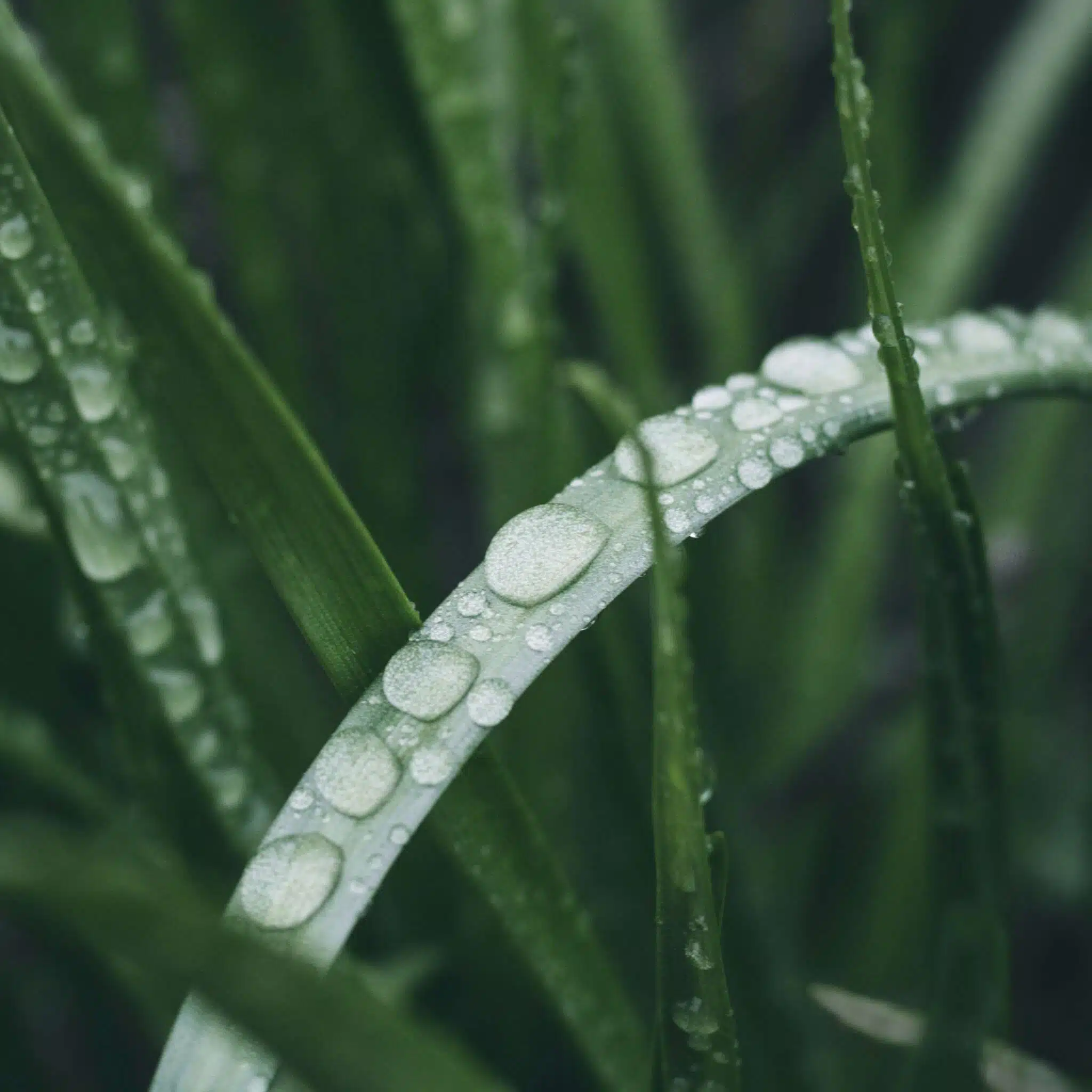 Pezzi d'acqua su una foglia, l'umidità dell'aria